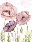 Soft Poppies 1 Art Print