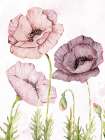 Soft Poppies 2 Art Print