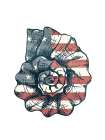 American Shell 1 Art Print
