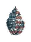 American Shell 2 Art Print