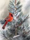 Cardinal Snow Art Print