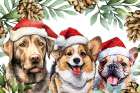 Christmas Three Art Print
