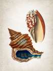 Vintage Shells 1 Coastal Print