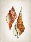 Vintage Shells 2 Art Print