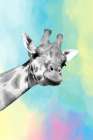 Quirky Giraffes 1 Art Print