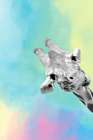 Quirky Giraffes 3 Art Print