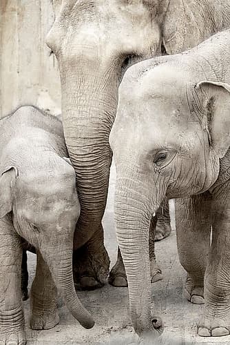 Elephant Family Art Print