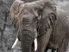 Elephant View Art Print