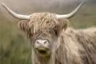 Highland Dreams Art Print