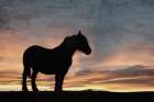 Sunset Horse Art Print