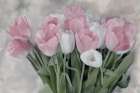 Pink And White Tulips Art Print