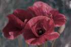 Poppies Art Print
