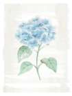 Hydrangea Print 1 Art Print