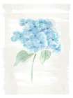 Hydrangea Print 2 Art Print
