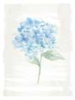 Hydrangea Print 3 Art Print