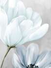 Blooming 1 Art Print