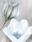 Blooming 2 Art Print