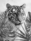 Palm Tiger 1 Art Print