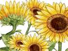 Sunflowers 1 Art Print
