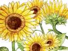 Sunflowers 2 Art Print