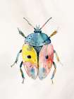 Colorful Beetle 2 Art Print