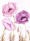 Bright Poppies 2 Art Print
