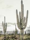 Desert Art Print