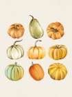 Pumpkin Collage Art Print