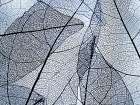 Transparent Leaves Art Print