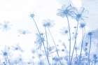 Wildflowers Art Print