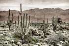 Desert Land Art Print