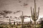 Desert Sky Art Print