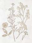 Floral Imprint 1 Art Print