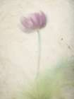 Blurred Floral 1 Minimalist Print