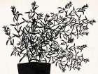 House Plant Modern Print