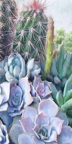 Succulent Garden 1 Nature Print