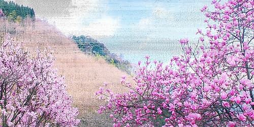 Hillside Blooms Art Print