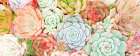 Colorful Succulents 1 Art Print