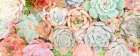 Colorful Succulents 2 Art Print