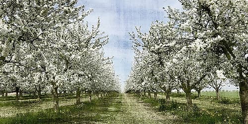 Spring Landscape Print