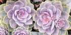 Succulents Art Print