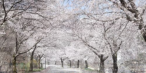 Cherry Blossom Lane Art Print