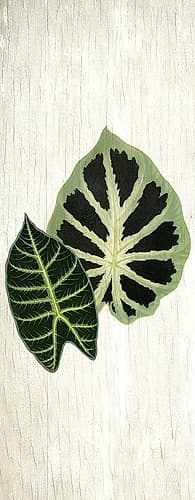 Botanical Greens 2 Art Print by Kimberly Allen