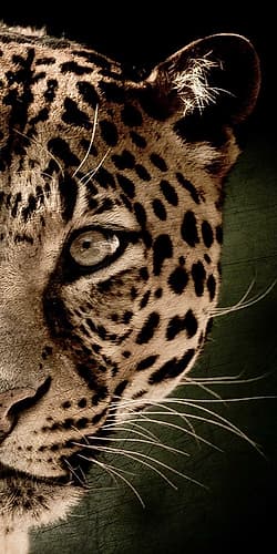 Leo Panel Art Print