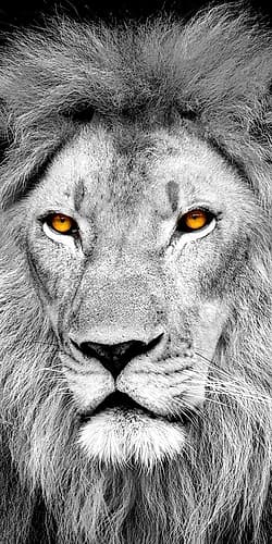 My Rock 2 Art Print by Kimberly Allen