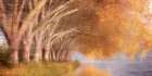 Quiet Autumn Pond Art Print