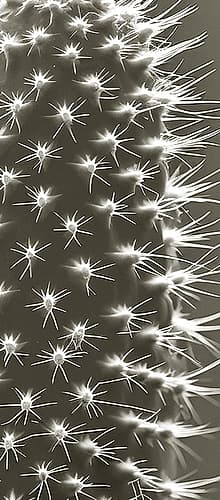 Up Close Cactus 1 Nature Print