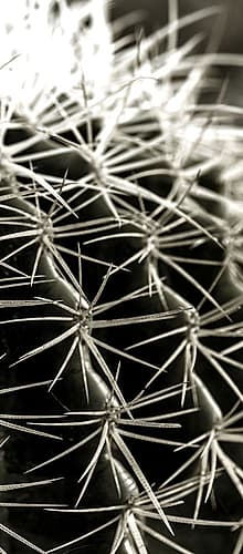 Up Close Cactus 2 Art Print
