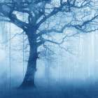 In The Mist V2 Art Print