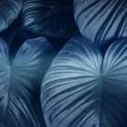Tropic Indigo Art Print